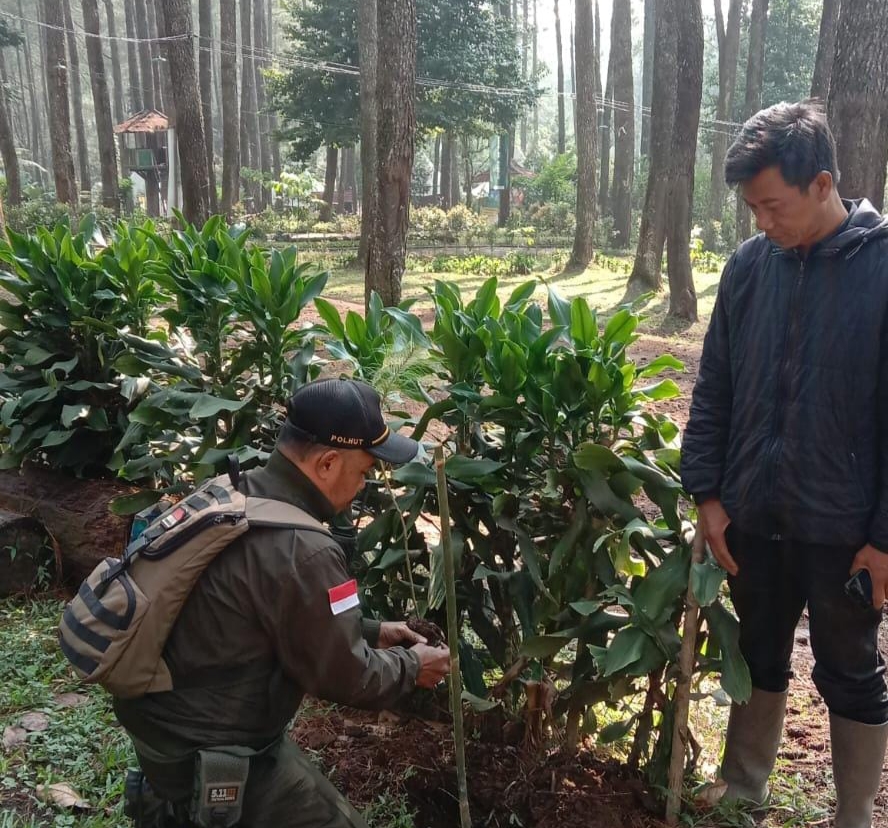 Polhut Perhutani KPH Bandung Utara laksanakan penanaman pohon bersama LMDH Giri Makmur