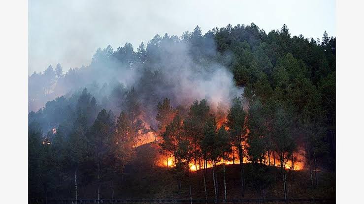 11 Gunung di Wilayah KPH Bandung Utara Ditutup Dari Pendakian dan Aktifitas Masyarakat