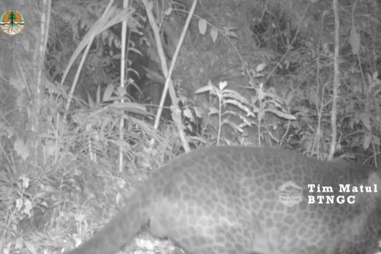 Macan Tutul Jawa (Panthera Pardus Melas) teepantau melintas di depan kamera petugas BTNGC