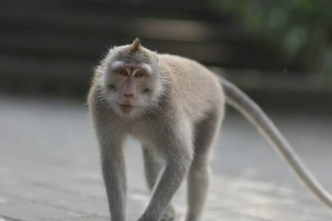 Monyet Ekor Panjang Meresahkan Masyarakat Yogyakarta