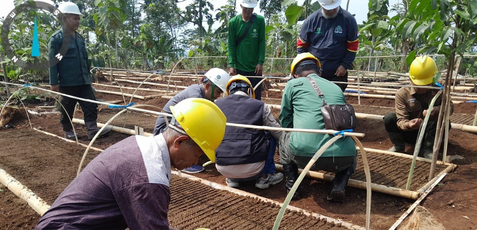 Tabur Benih: Perhutani Bandung Utara Laksanakan Tabur Benih Serentak Jati Asal KBK Di Bandung