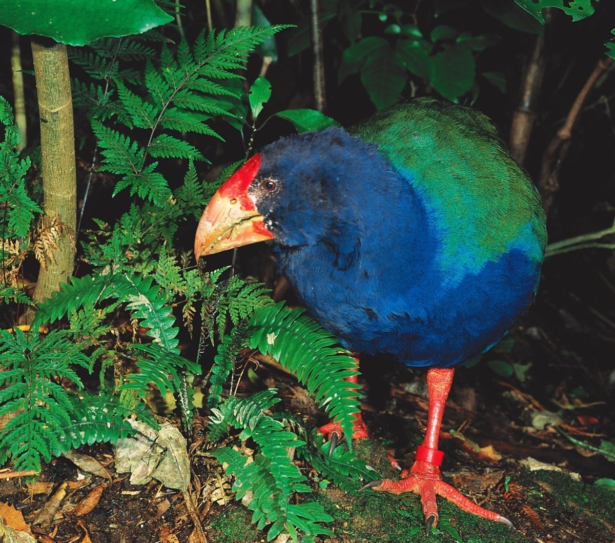 Burung Takahe yang dianggap punah kini kembali ke alam liar